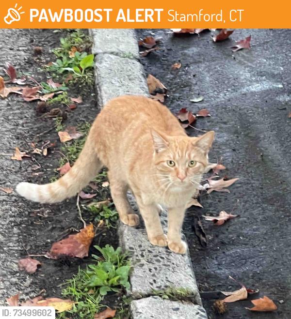 Found/Stray Unknown Cat last seen Dale St./ Cove Rd., Stamford, CT 06902