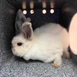 Shelter Stray Female Rabbit last seen , 361 S Raymond Ave, Pasadena, CA 91105, USA