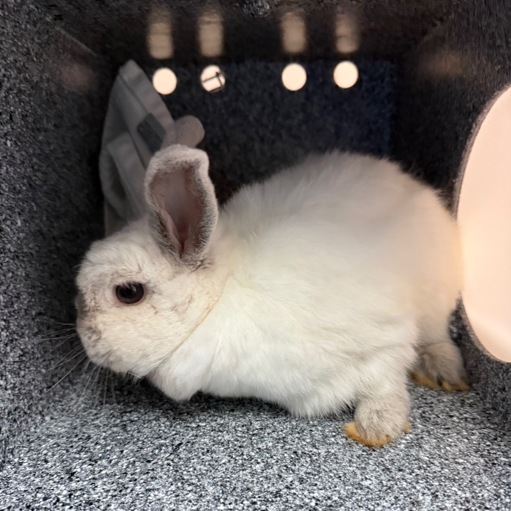 Shelter Stray Female Rabbit last seen , 361 S Raymond Ave, Pasadena, CA 91105, USA