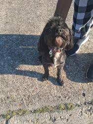 Reunited Female Dog last seen Albert Drive, Baton Rouge, LA 70806