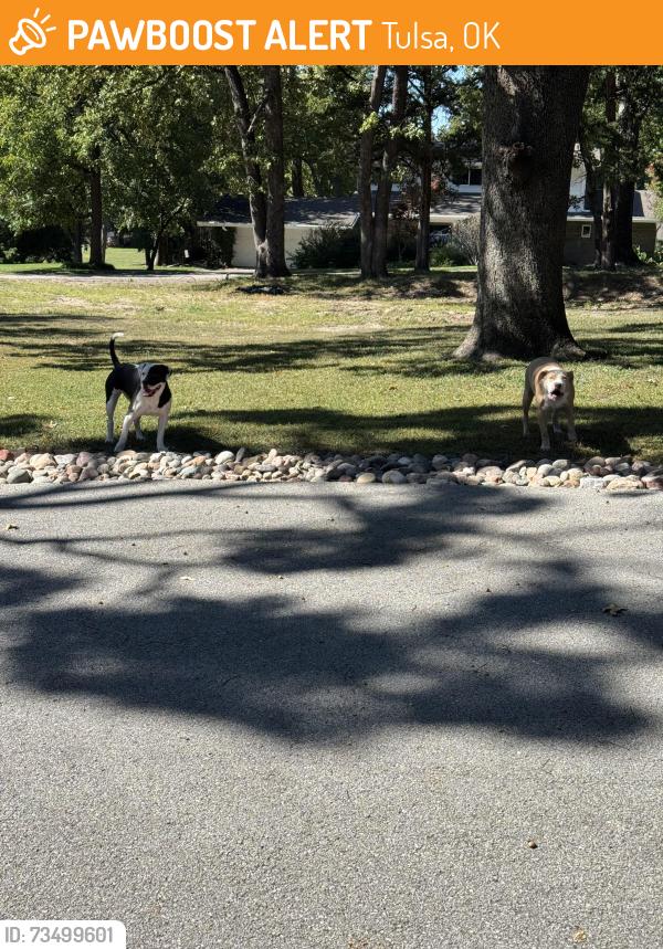 Found/Stray Unknown Dog last seen 47th and Yorktown place, Tulsa, OK 74105