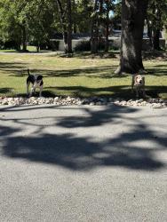 Found/Stray Unknown Dog last seen 47th and Yorktown place, Tulsa, OK 74105