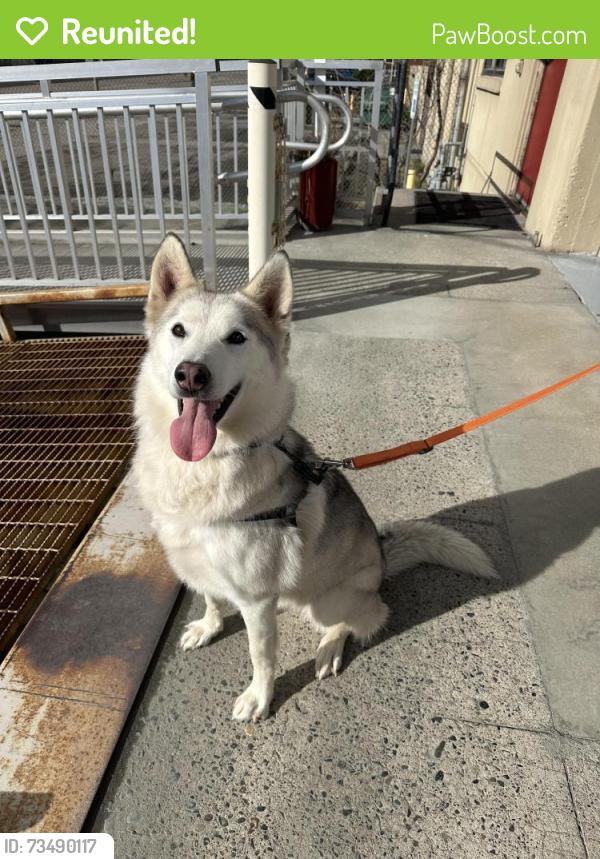 Reunited Female Dog last seen Near State Route 530 NE Arlington, Cicero area, Arlington, WA 98223