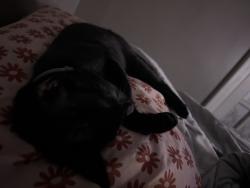 Lost Female Cat last seen Around the 15th Ave, Middletown, OH 45044