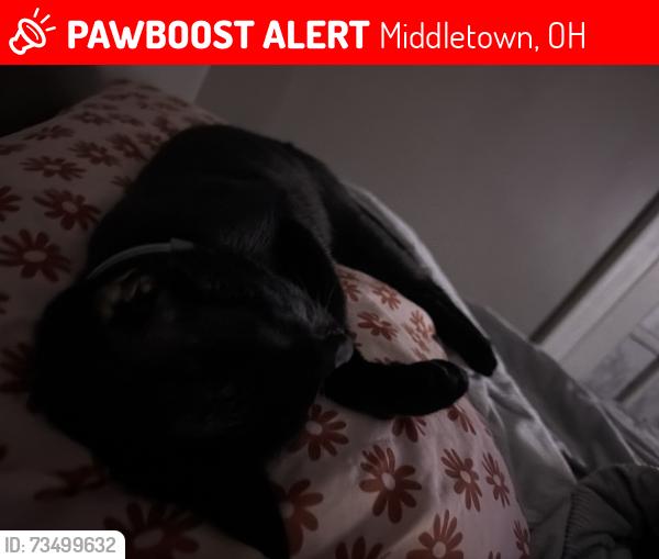 Lost Female Cat last seen Around the 15th Ave, Middletown, OH 45044