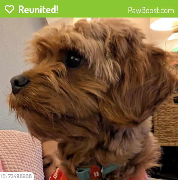 Reunited Male Dog last seen E. Smith and HWY 516, Kent, WA 98030