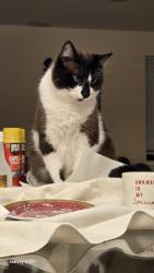 Reunited Male Cat last seen Lasalle and Ranney, Vernon Hills IL, Vernon Hills, IL 60061