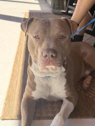 Found/Stray Male Dog last seen Walking Trail Conyers, Conyers, GA 30013