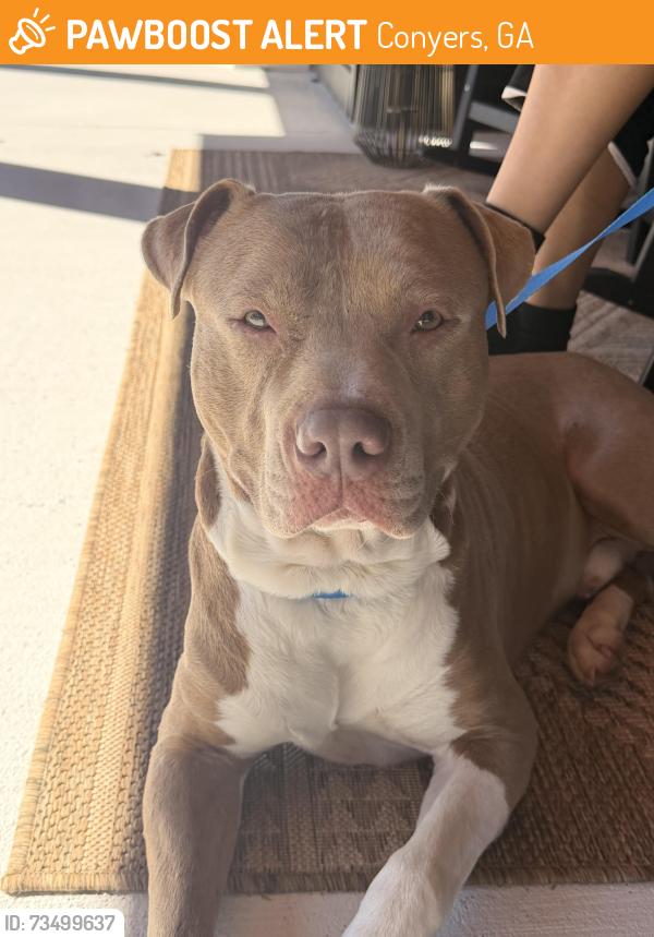 Found/Stray Male Dog last seen Walking Trail Conyers, Conyers, GA 30013