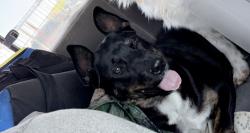 Reunited Male Dog last seen Wexford and Unser, Rio Rancho, NM 87124