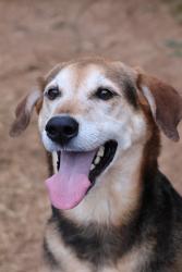 Reunited Female Dog last seen Near Hardwicke Dr, Knoxville, TN 37923, USA, Knoxville, TN 37923