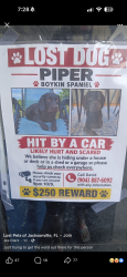 Reunited Female Dog last seen East Market Street and 8th Street, Jacksonville, FL 32209