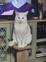 Lost Male Cat last seen Meridian at Hermitage apartments, Nashville, TN 37076