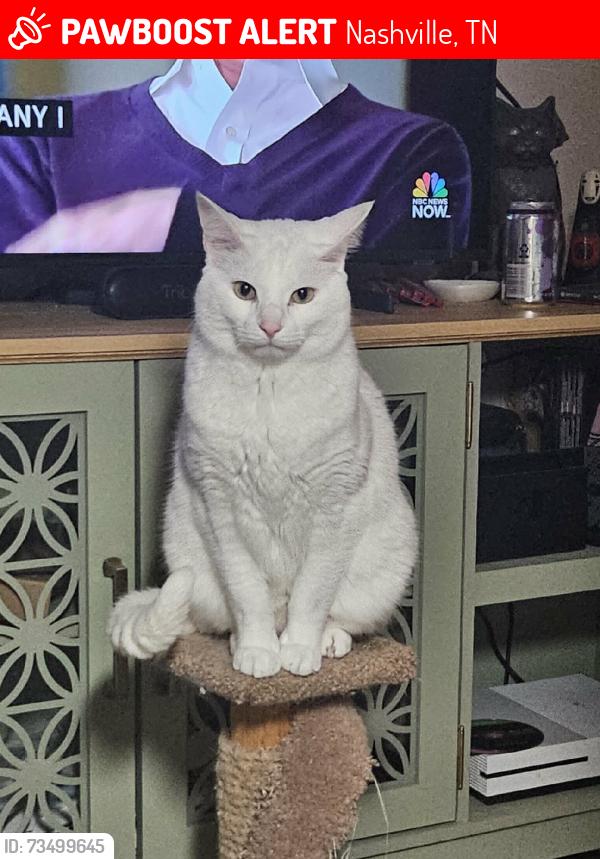 Lost Male Cat last seen Meridian at Hermitage apartments, Nashville, TN 37076