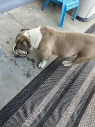 Reunited Female Dog last seen Saratoga, Salinas, CA 93906
