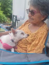 Reunited Female Dog last seen Near Del Aker Rd NW, Los Ranchos de Albuquerque, NM 87107