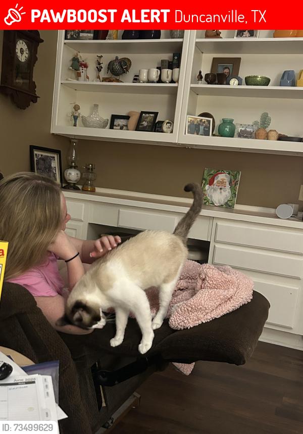 Lost Female Cat last seen Rocky Ridge she went in the creek, Duncanville, TX 75137