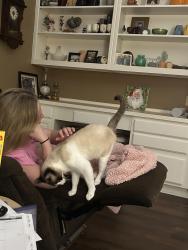 Lost Female Cat last seen Rocky Ridge she went in the creek, Duncanville, TX 75137