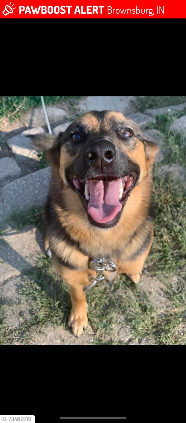 Lost Female Dog last seen B & O trail, Brownsburg, IN 46112