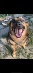 Lost Female Dog last seen B & O trail, Brownsburg, IN 46112