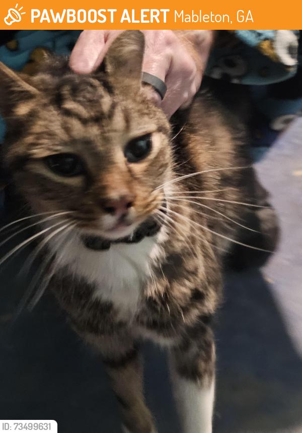 Found/Stray Female Cat last seen Floyd Rd SW mableton ga 30126, Mableton, GA 30126