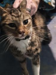 Found/Stray Female Cat last seen Floyd Rd SW mableton ga 30126, Mableton, GA 30126