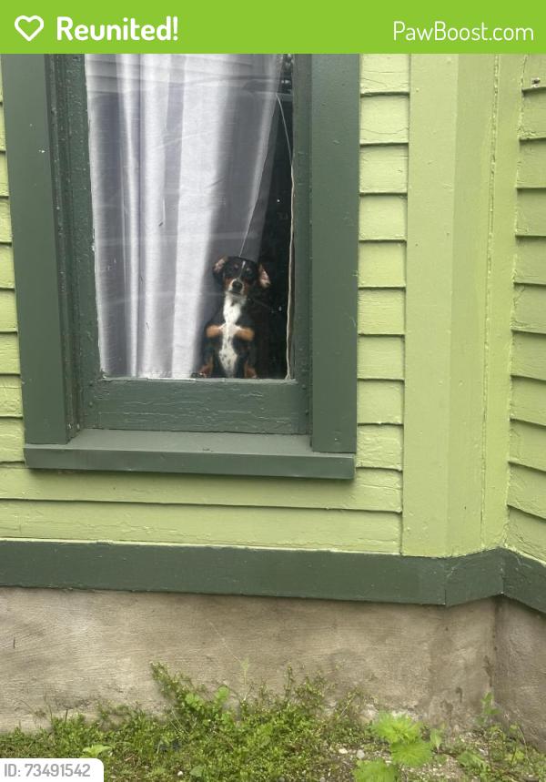 Reunited Male Dog last seen Child St & Maple St, Rochester, NY 14606