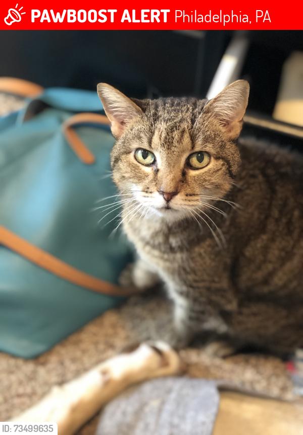 Lost Female Cat last seen Ridge and Paoli, Philadelphia, PA 19128
