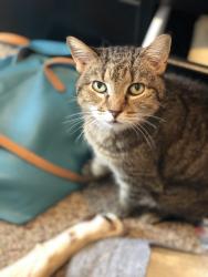 Lost Female Cat last seen Ridge and Paoli, Philadelphia, PA 19128