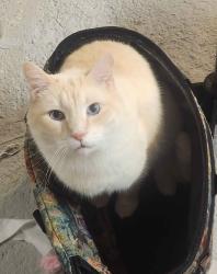 Reunited Male Cat last seen 2nd Street and Erie Street in holland ohio, Holland, OH 43528