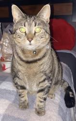 Reunited Female Cat last seen Front & Mulberry st, Catasauqua, PA 18032