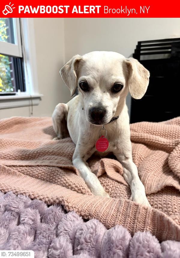 Lost Female Dog last seen Snyder Ave and Rogers Ave, Brooklyn, NY 11203