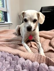 Lost Female Dog last seen Snyder Ave and Rogers Ave, Brooklyn, NY 11203