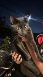 Found/Stray Male Cat last seen Lambson and Adele in the city of Garden Grove, Garden Grove, CA 92841