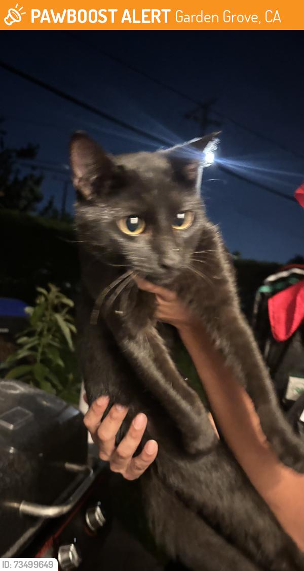 Found/Stray Male Cat last seen Lambson and Adele in the city of Garden Grove, Garden Grove, CA 92841