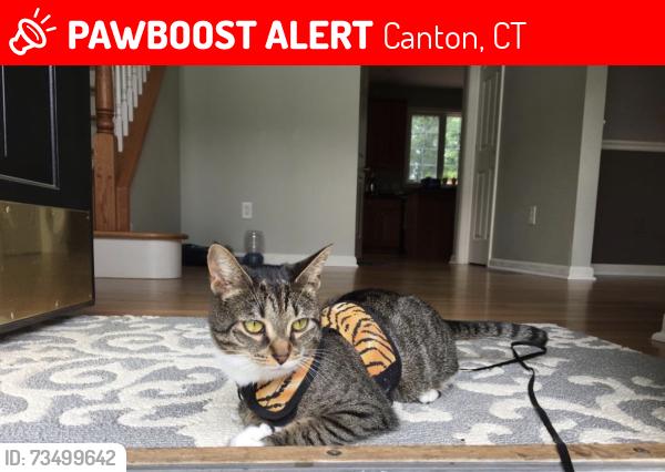 Lost Female Cat last seen Cul de sac at 78 Ellsworth lane, Canton, CT 06019