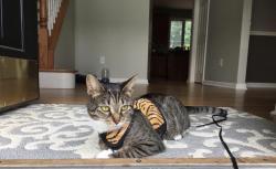 Lost Female Cat last seen Cul de sac at 78 Ellsworth lane, Canton, CT 06019