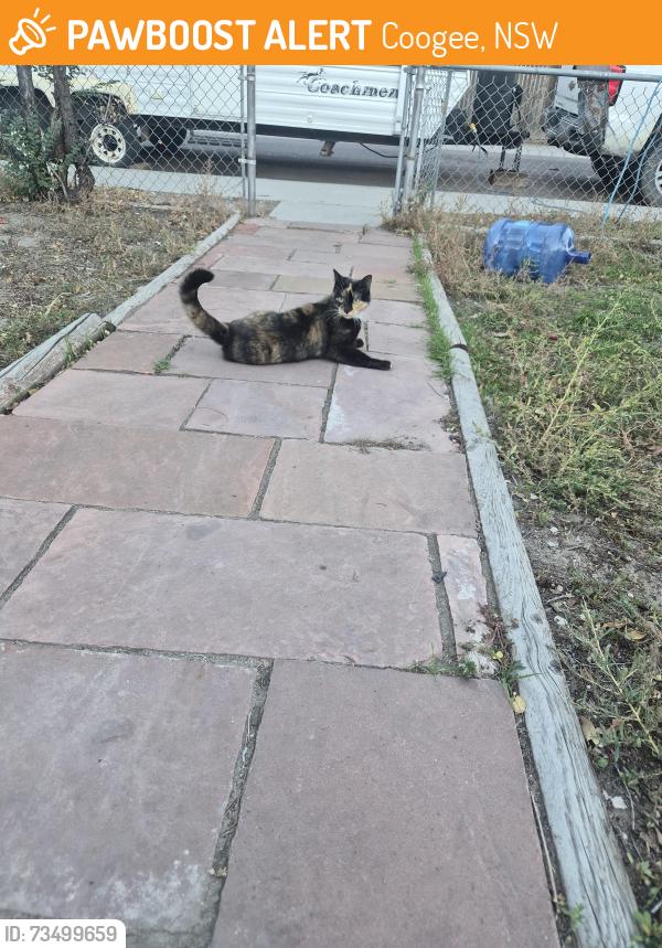 Found/Stray Female Cat last seen Arcadia, Coogee, NSW 2034