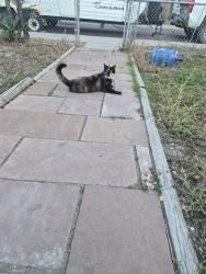 Found/Stray Female Cat last seen Arcadia, Coogee, NSW 2034