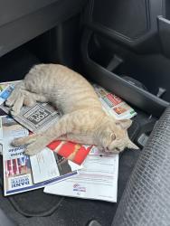 Found/Stray Unknown Cat last seen El Norte parkway near school, Escondido, CA 92027