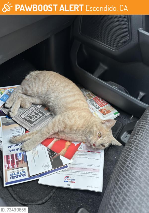 Found/Stray Unknown Cat last seen El Norte parkway near school, Escondido, CA 92027