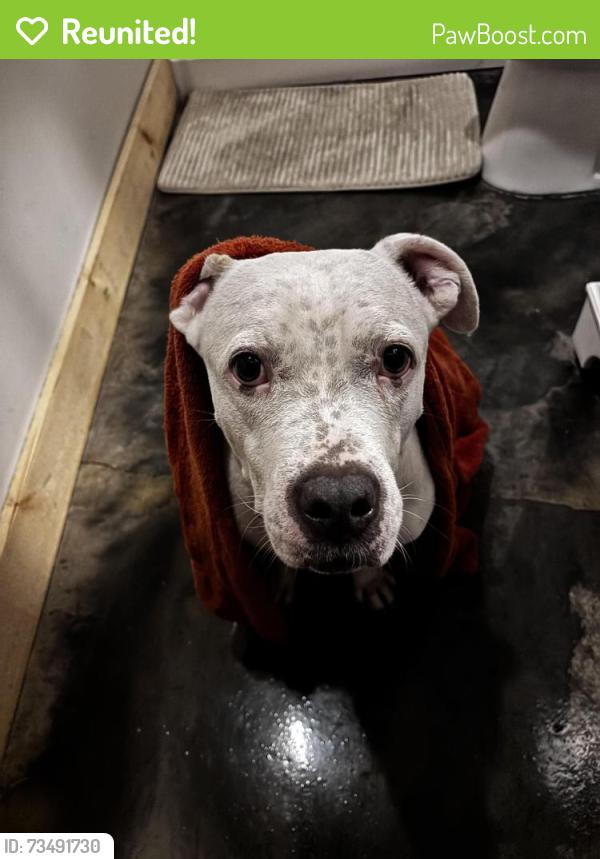 Reunited Male Dog last seen Near N Duke street apmt 2, Lancaster, PA 17602
