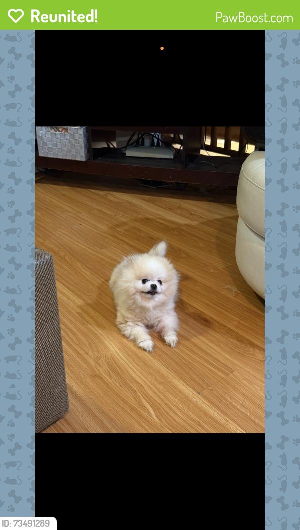 Reunited Male Dog last seen Penhurst ave & Morton dr., Daly City, CA 94015