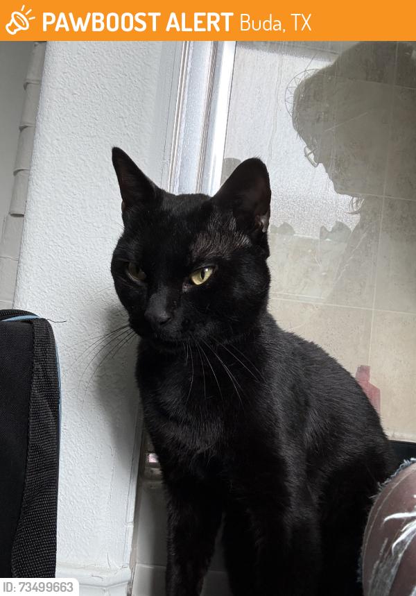 Found/Stray Male Cat last seen Ralph fluger elementary school, Buda, TX 78610