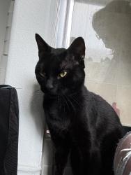 Found/Stray Male Cat last seen Ralph fluger elementary school, Buda, TX 78610
