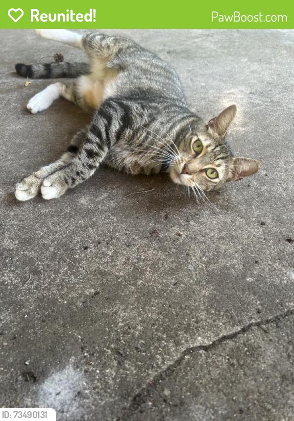 Reunited Male Cat last seen Near NW 16th Pl, Gainesville, FL 32605, USA, Gainesville, FL 32605