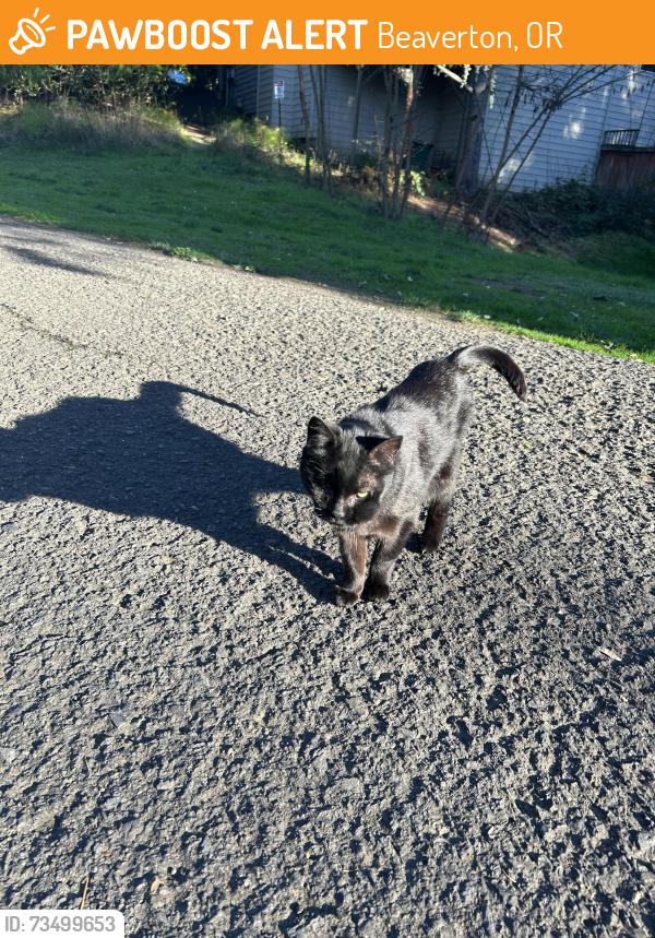 Found/Stray Unknown Cat last seen On the walking trail behind new seasons market, Beaverton, OR 97007