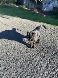 Found/Stray Unknown Cat last seen On the walking trail behind new seasons market, Beaverton, OR 97007