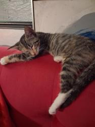 Lost Female Cat last seen Taladaga, Pensacola, FL 32506