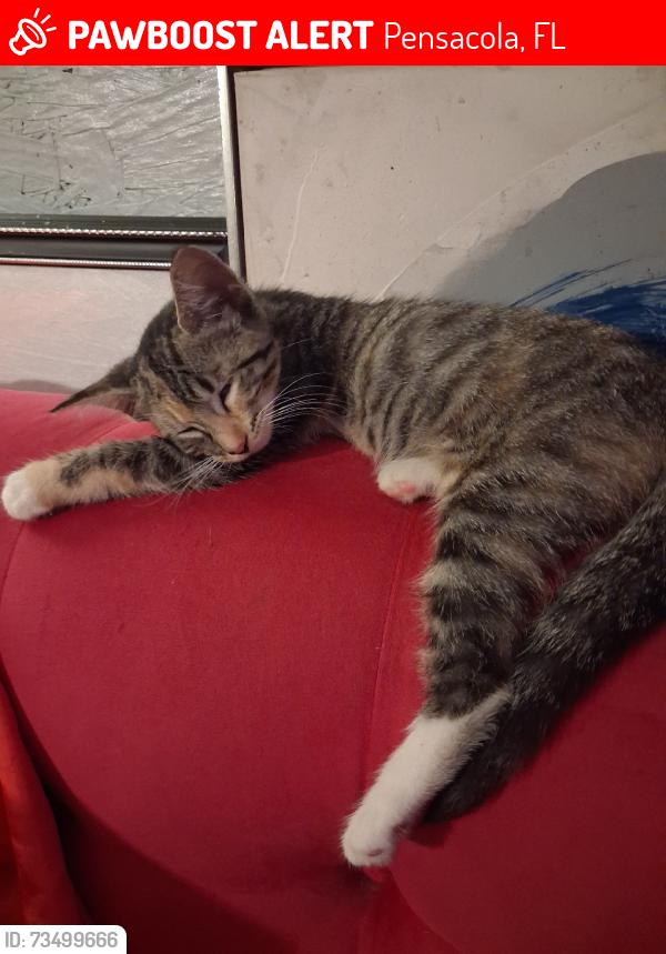 Lost Female Cat last seen Taladaga, Pensacola, FL 32506